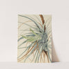 Wild Pineapple (Tillandsia fasciculata) (1921) by Mary Vaux Walcott