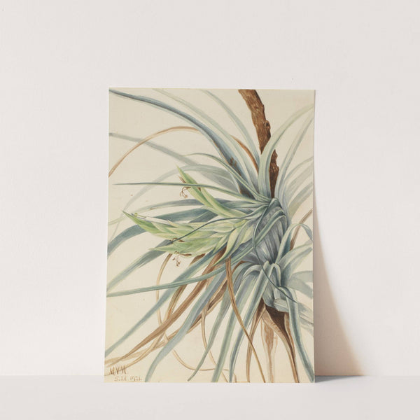 Wild Pineapple (Tillandsia fasciculata) (1921) by Mary Vaux Walcott