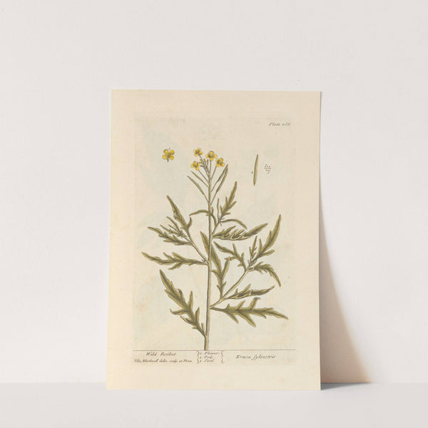 Wild rocket by Elizabeth Blackwell