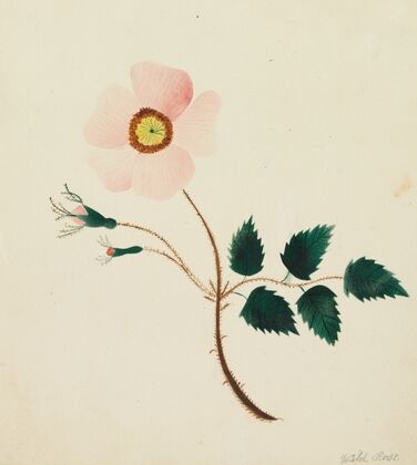 Wild Rose (1800s)