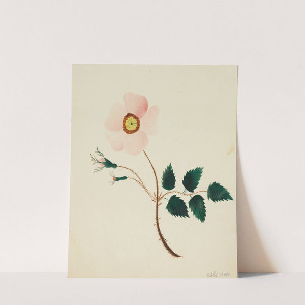 Wild Rose (1800s) by Mary Altha Nims