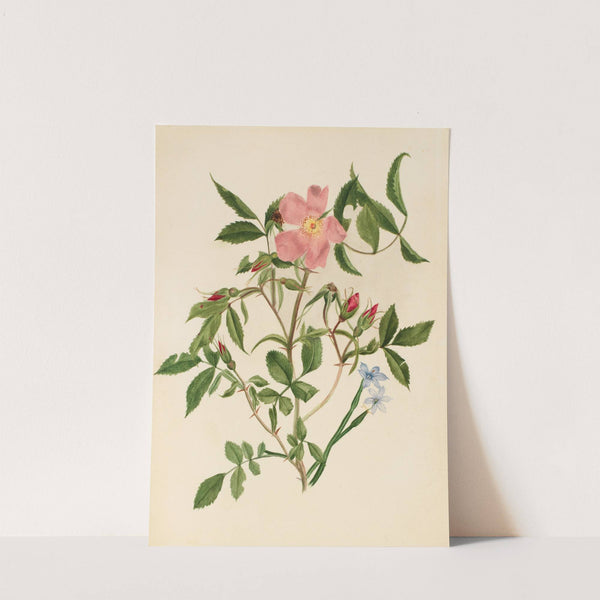 Wild Rose and Blue-eyed Grass (Rosa species and Sisyrinchium species) by Mary Vaux Walcott