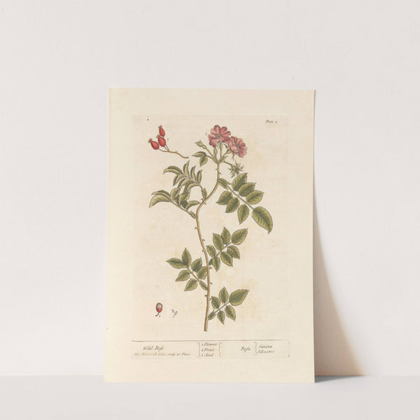 Wild rose by Elizabeth Blackwell