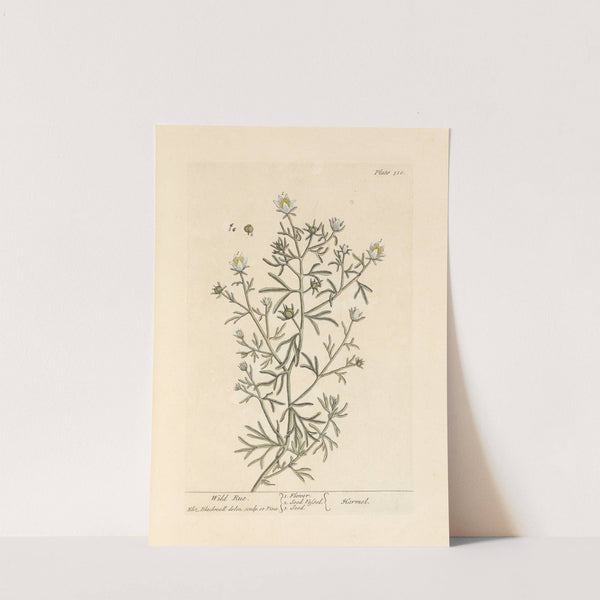 Wild rue by Elizabeth Blackwell