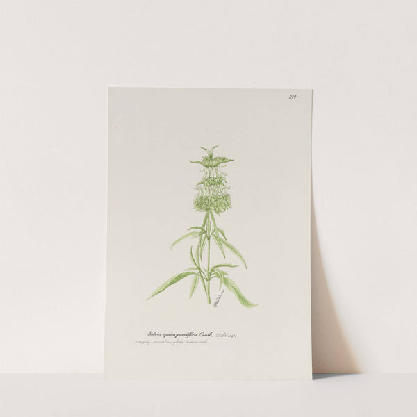 Wild sage by S. Fred Prince