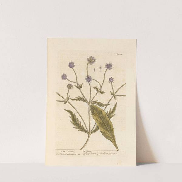 Wild scabious by Elizabeth Blackwell