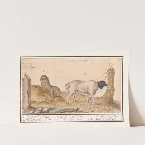 Wild schaap (Ovis) en Afrikaanse geit (Capra) 1. Arabisch Schaep 2. Africaenschen Ram. (1596-1610) by Anselmus Boëtius de Boodt