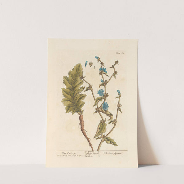 Wild succory by Elizabeth Blackwell