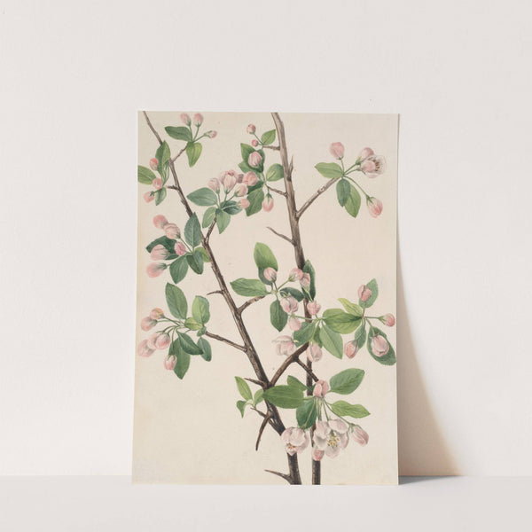 Wild Sweet Crab (Malus coronaria) (1920) by Mary Vaux Walcott