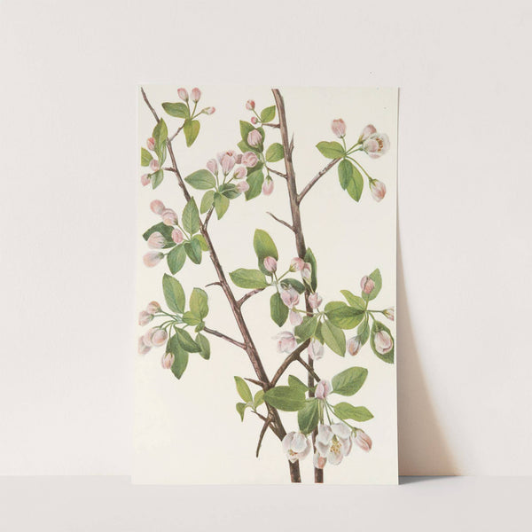 Wild Sweet Crab. (Malus coronaria) (1925) by Mary Vaux Walcott