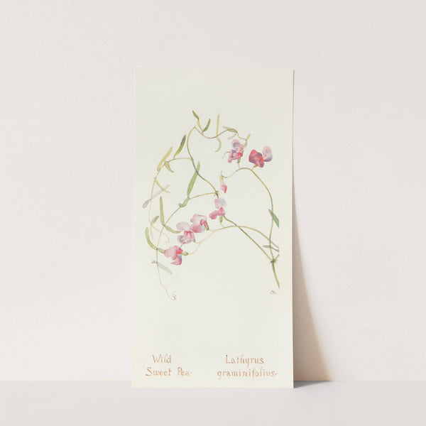 Wild Sweet Pea by Margaret Armstrong