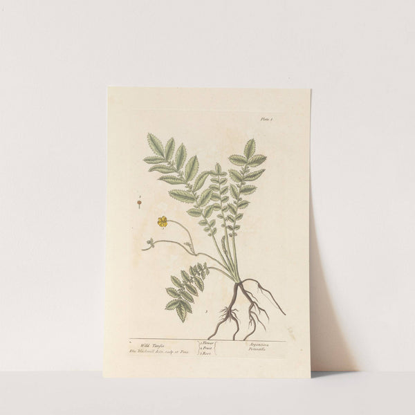 Wild tansie by Elizabeth Blackwell