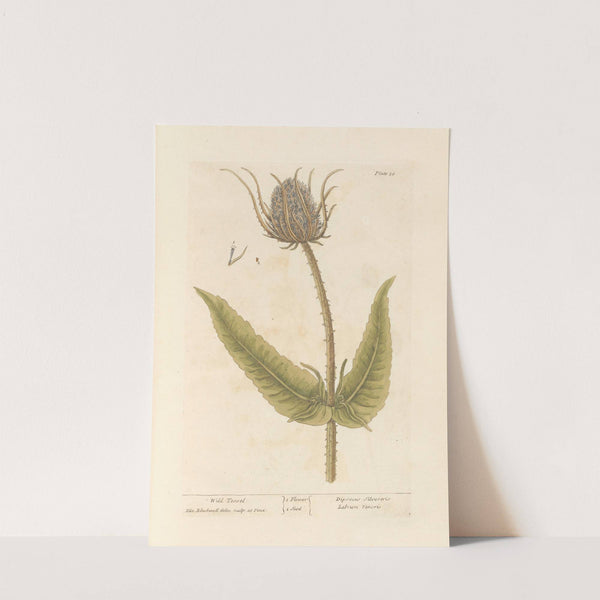 Wild teasel by Elizabeth Blackwell