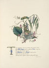 Wild Thyme, Vine, Willows and hazel