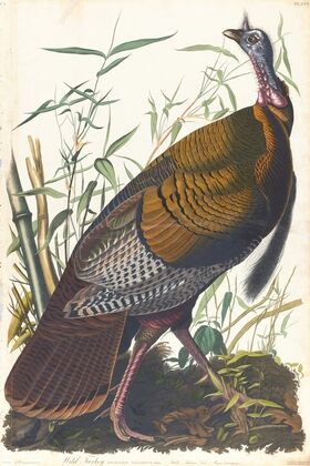 Wild turkey