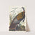 Wild turkey by John James Audubon