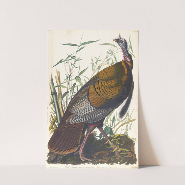 Wild turkey by John James Audubon