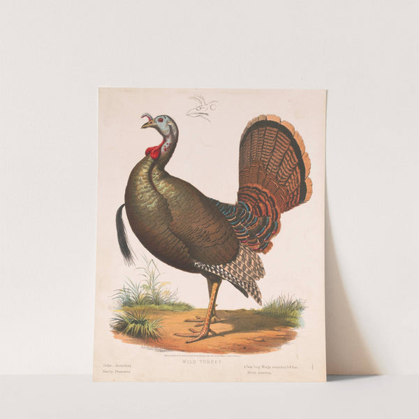 Wild turkey (1872) by Louis Prang & Co.
