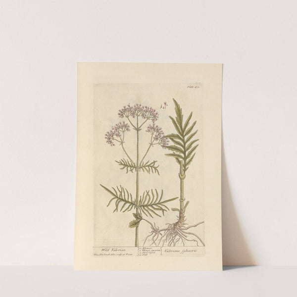 Wild valerian by Elizabeth Blackwell