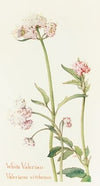 Wild Valerian
