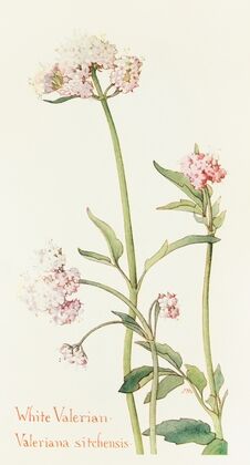 Wild Valerian