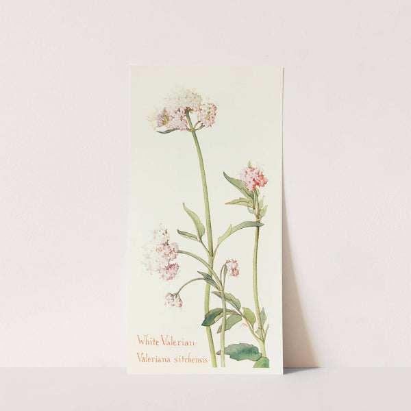 Wild Valerian by Margaret Armstrong