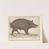 Wild zwijn (Sus scrofa) Wild verken. Aper. Sanglier. (1596-1610) by Anselmus Boëtius de Boodt