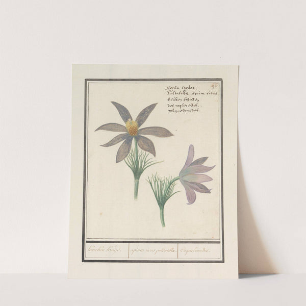 Wildemanskruid (Pulsatilla vulgaris) Keucken Kruijd. apium risus pulsatilla. Coquelourdes. (1596-1610) by Anselmus Boëtius de Boodt