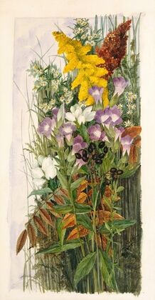 Wildflowers