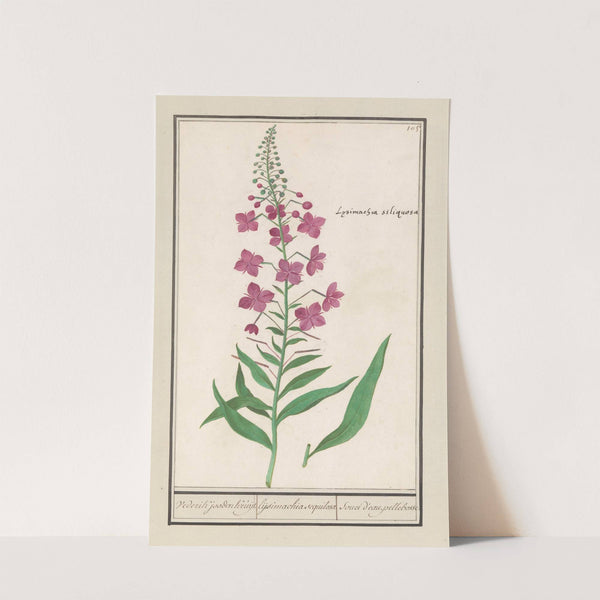 Wilgenroosje (Chamerion angustifolium) Vederik jooden Kruijt. lijsimachia sequilosa Souci d’eau. pellebosse (1596-1610) by Anselmus Boëtius de Boodt