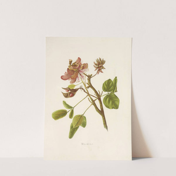 Wiliwili (1885) by Isabella McHutcheson Sinclair