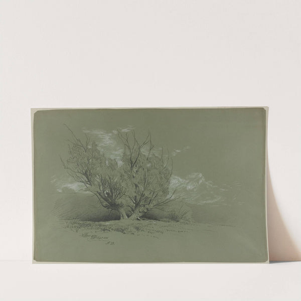 Willow by David Johnson