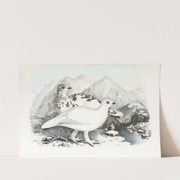 Willow Grouse by Daniel Giraud Elliot