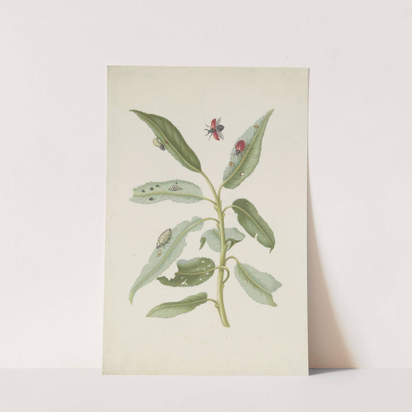 Willow leaves with poplar leaf beetle, eggs and larvae by Maria Sibylla Merian