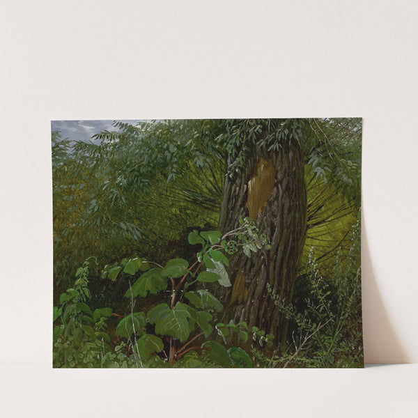 Willow trunk with undergrowth by Carl Gustav Carus