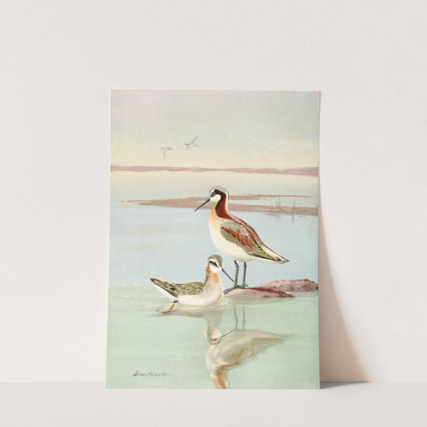 Wilson’s phalarope (1929-1932) by Allan Brooks