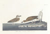 Wilson’s plover