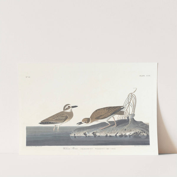 Wilson's plover by John James Audubon