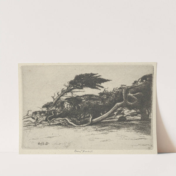 Wind Bent Cypress (1920) by Ernest Haskell