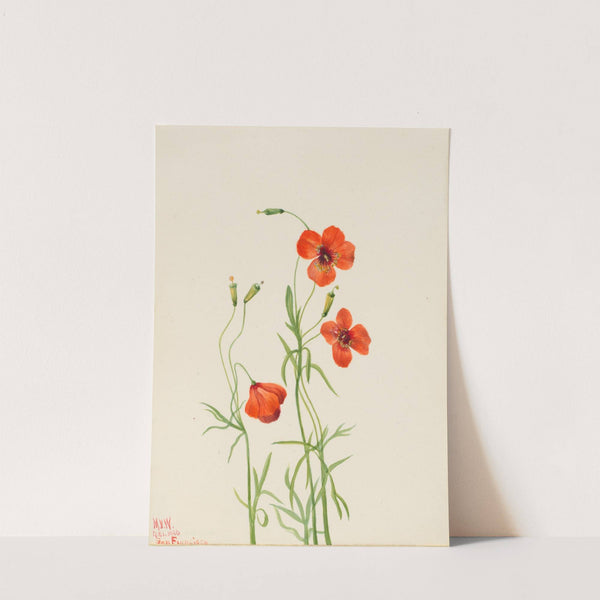 Wind Poppy (Stylomecon heterophylla) (1926) by Mary Vaux Walcott