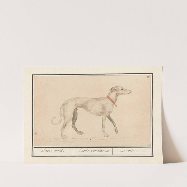 Windhond (Canis lupus familiaris) Haeze-wind. Canis Venatorius. Levrier (1596-1610) by Anselmus Boëtius de Boodt