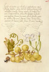 Wine Grape, Gillyflower, and Land Snail (1561–1596)