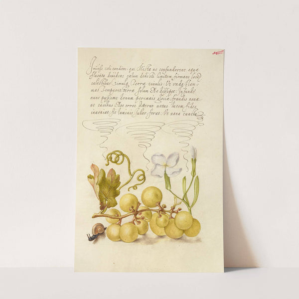 Wine Grape, Gillyflower, and Land Snail (1561–1596) by Joris Hoefnagel
