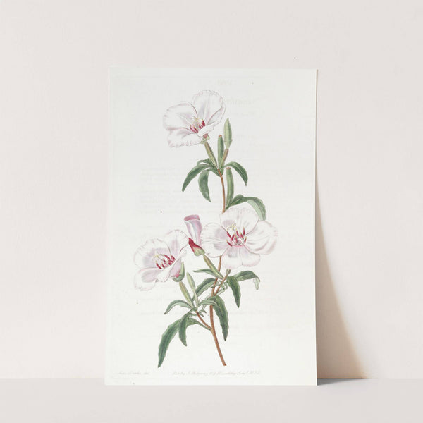 Wine-stained Godetia by Sydenham Edwards