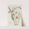 Wing-fruited Epidendrum by Sydenham Edwards