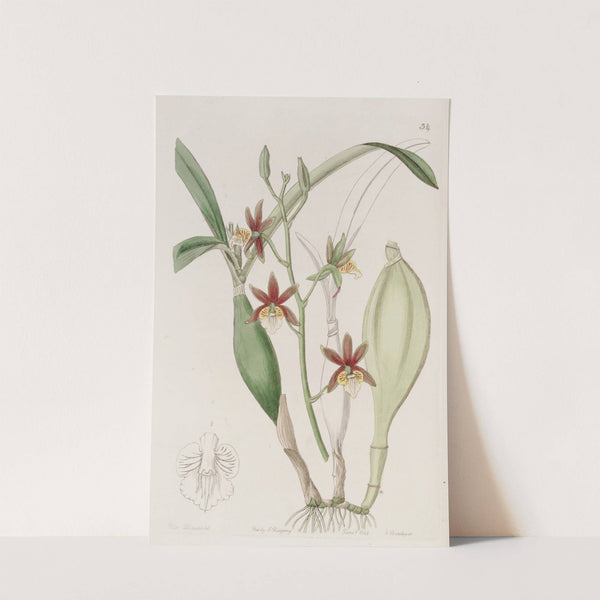 Wing-fruited Epidendrum by Sydenham Edwards
