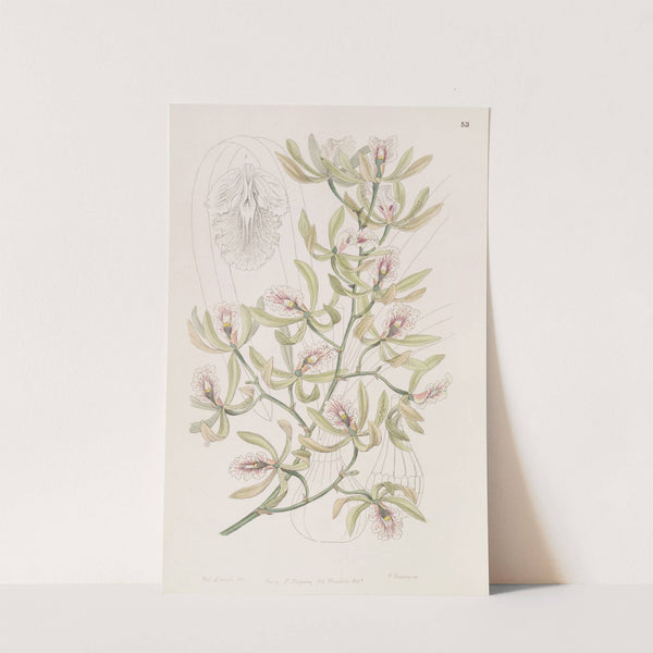 Winged Epidendrum by Sydenham Edwards