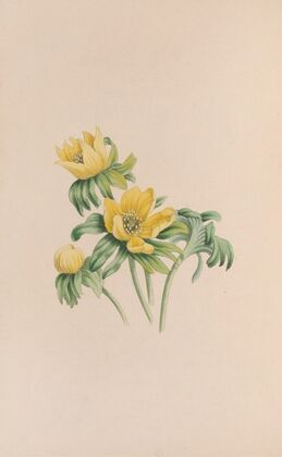Winter Aconite (1840)