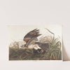 Winter hawk by John James Audubon