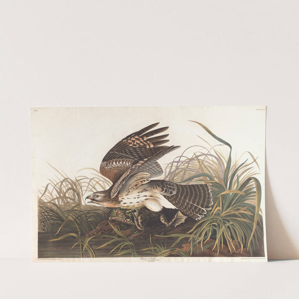 Winter hawk by John James Audubon